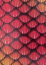 Hummingbird Feathers Red prototype tuck box